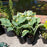 Hosta 'First Frost'  - First Frost Hosta