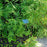 Fern, Sweet Fern