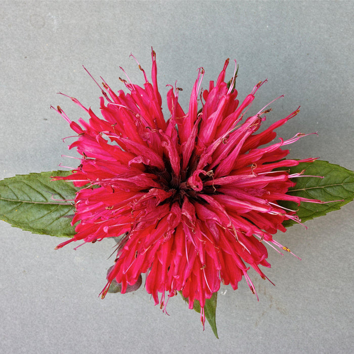 Bee Balm, Sugar Buzz® Cherry Pops Bee Balm