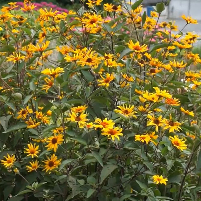Heliopsis helianthoides var. scabra 'Burning Hearts'  - Burning Hearts False Sunflower