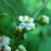 Ilex verticillata 'Jim Dandy'  - Jim Dandy Winterberry