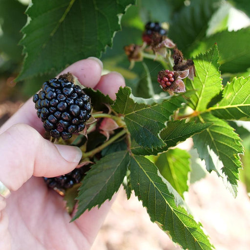 Rubus 'Ponca' PP33330  - Taste of Heaven™ Thornless Blackberry