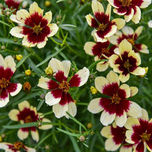 Coreopsis verticillata 'Creamy Calico'  - Designer Threads™ Creamy Calico Coreopsis