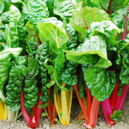 Organic Swiss Chard Plant, Bright Lights - 4 pack