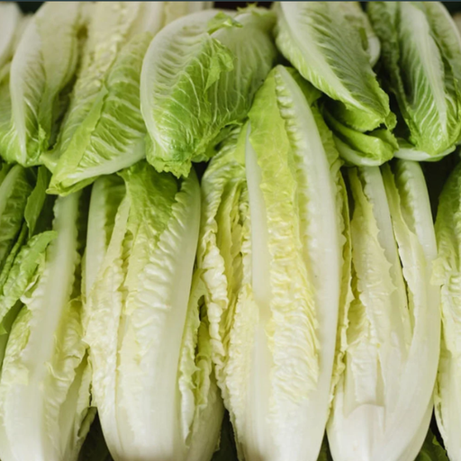 Organic Lettuce Plant, Romaine - 4 pack