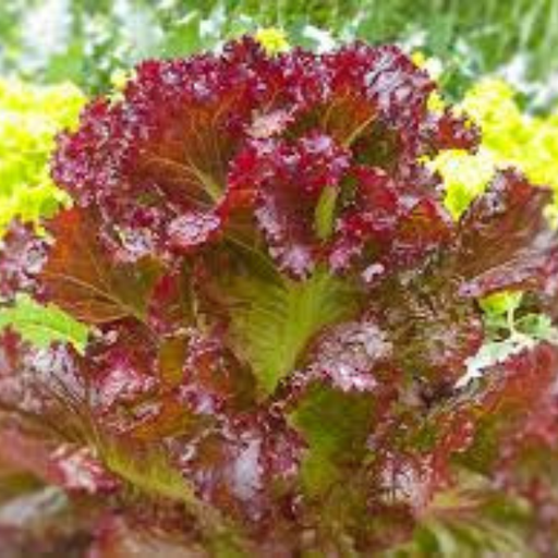 Organic Lettuce Plant, Red Leaf - 4 pack