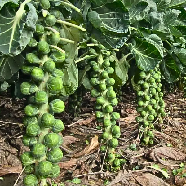 Organic Brussels Sprout Plant, Dagan - 4 pack