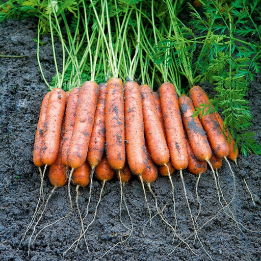 Organic Carrot Plant, Adelaide Baby Carrots - 4 pack