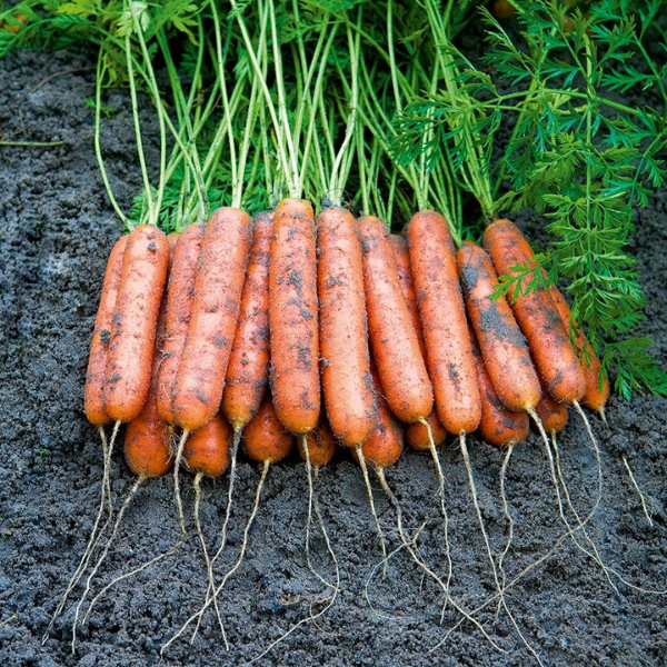 Organic Carrot Plant, Adelaide Baby Carrots - 4 pack