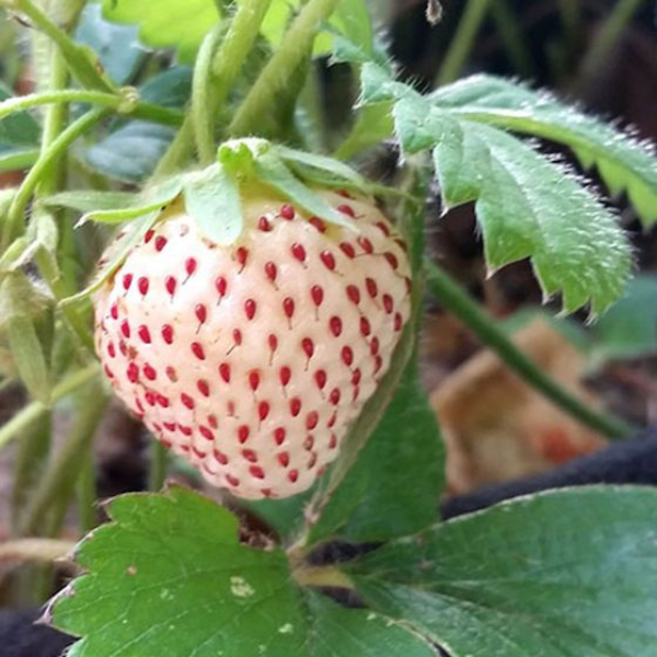 Organic Strawberry Plant, White Carolina Pineberry - 3.5" pot