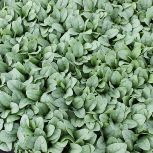 Organic Spinach Plant, Ashely - 4 pack