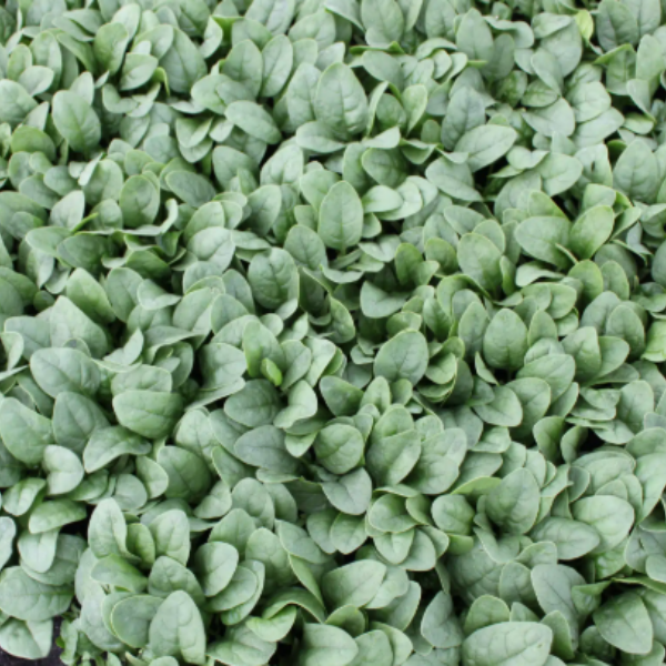 Organic Spinach Plant, Ashely - 4 pack
