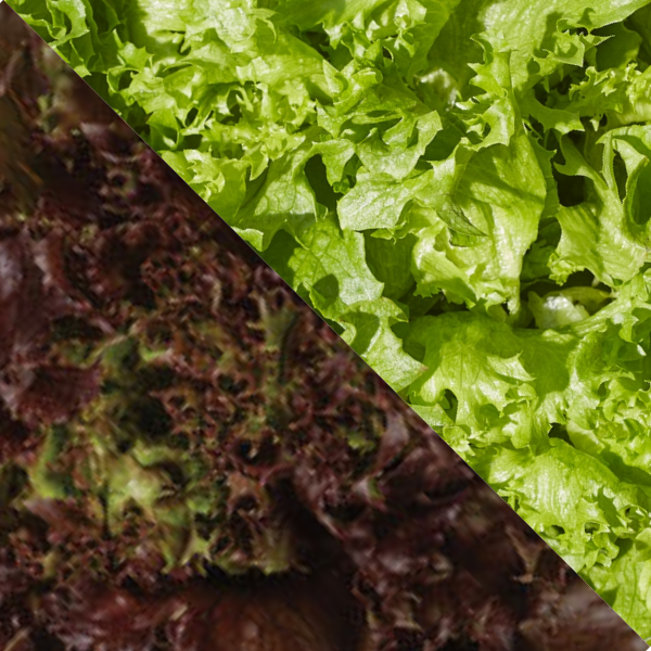 Organic Lettuce Plant, Red & Green Crunch Leaf - 4 pack