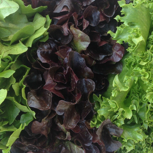 Organic Lettuce Plant, Baby Head Collection Red & Green - 4 pack