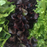 Organic Lettuce Plant, Baby Head Collection Red & Green - 4 pack