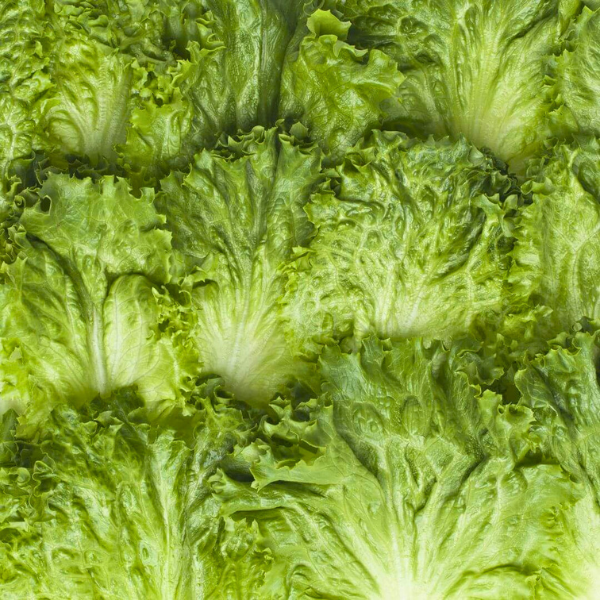 Organic Lettuce Plant, Green Leaf - 4 pack