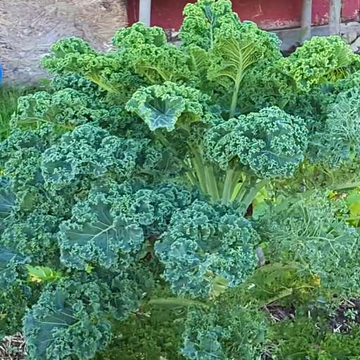 Organic Kale Plant, Green Curly - 4 pack