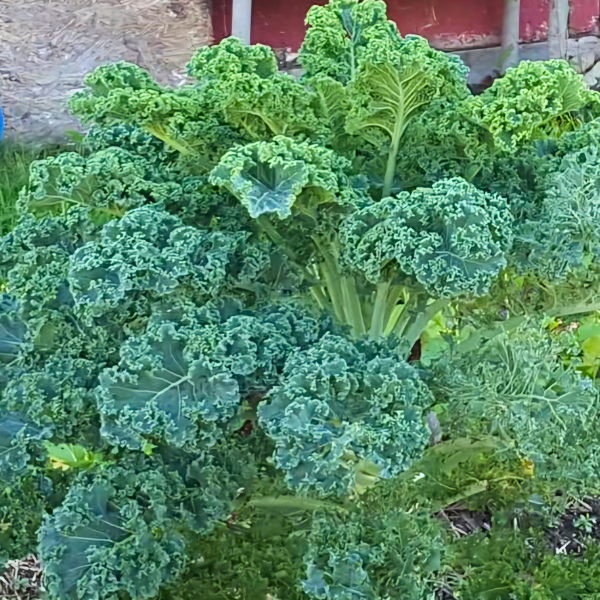 Organic Kale Plant, Green Curly - 4 pack