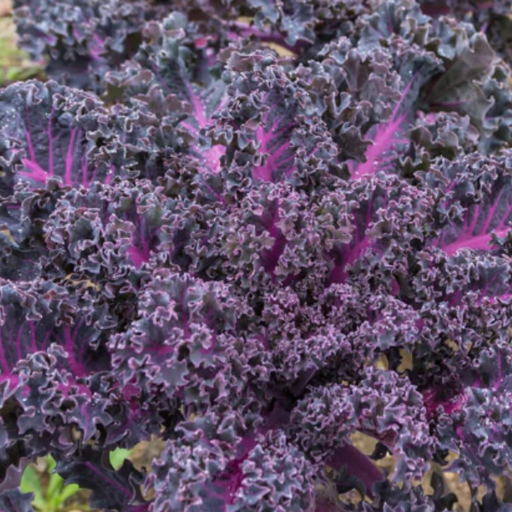 Organic Kale Plant, Scarlet - 4 pack