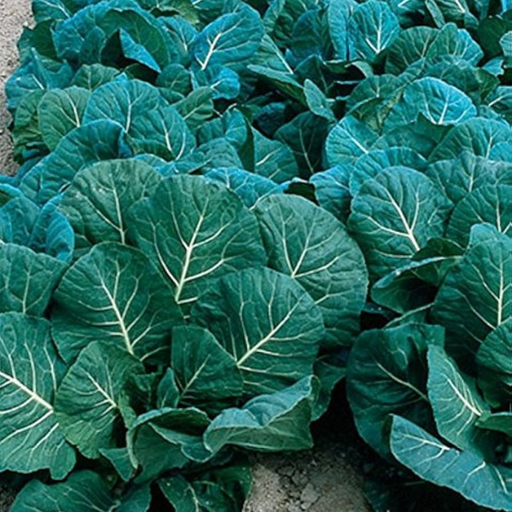 Organic Collard Greens Plant, Flash - 4 pack