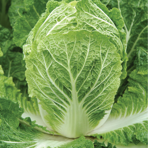 Organic Cabbage Plant, Napa Bilko - 4 pack