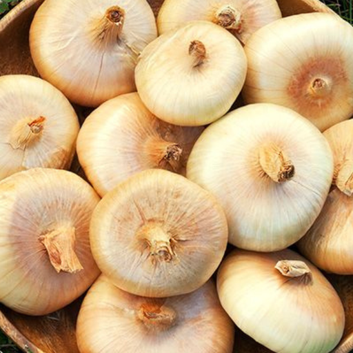 Organic Onion Plant, Cipollini - 4 pack