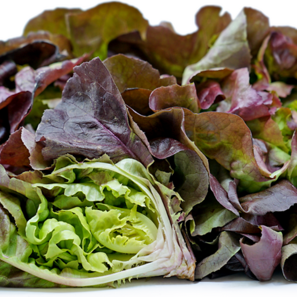Organic Lettuce Plant, Boston Red - 4 pack