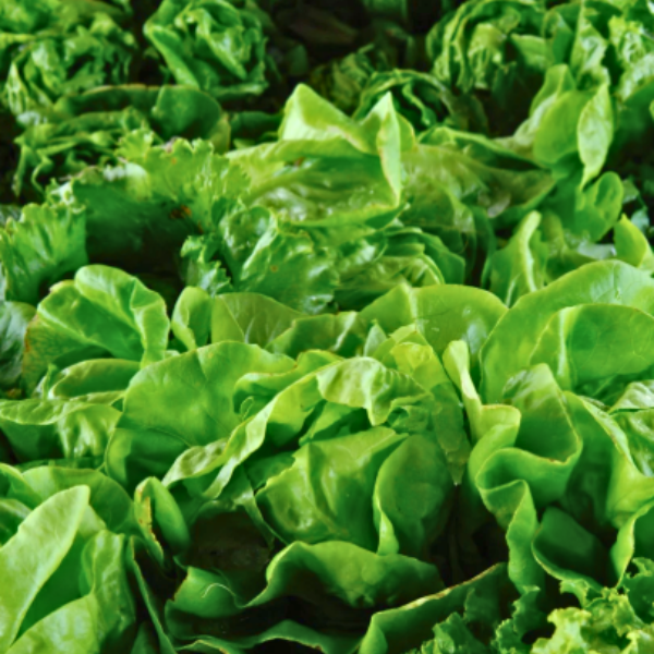 Organic Lettuce Plant, Boston Green - 4 pack