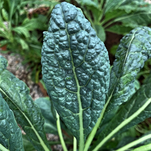 Organic Kale Plant, Tuscan - 4 pack