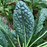 Organic Kale Plant, Tuscan - 4 pack