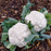 Organic Cauliflower Plant, Snow Crown - 4 pack