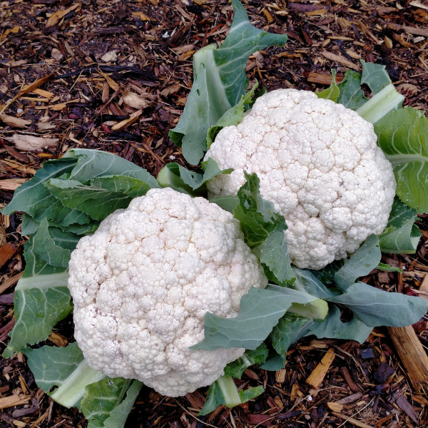 Organic Cauliflower Plant, Snow Crown - 4 pack