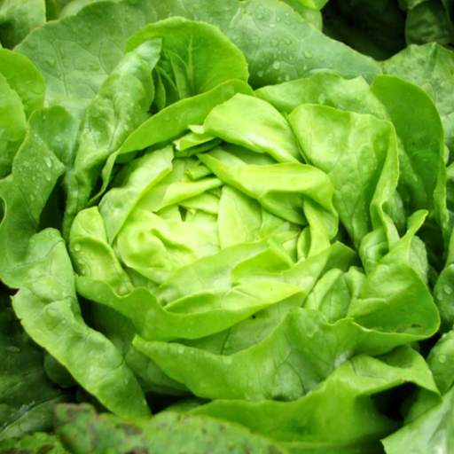 Organic Lettuce Plant, Buttercrunch - 4 pack