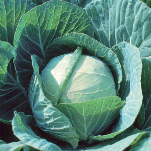 Organic Cabbage Plant, Green Farao - 4 pack