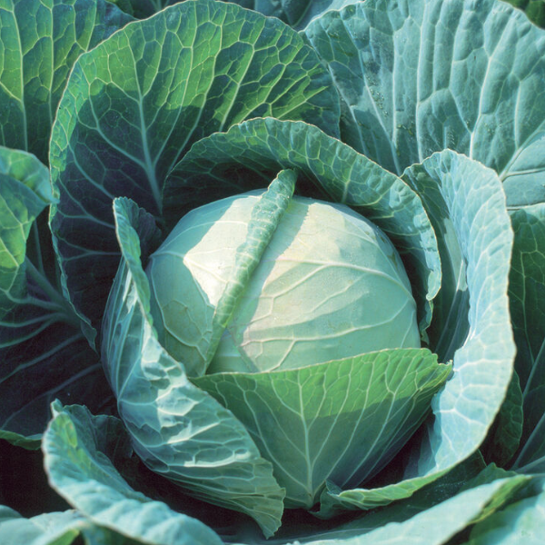 Organic Cabbage Plant, Green Farao - 4 pack