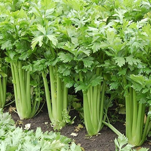 Organic Celery Plant, Tango - 4 pack