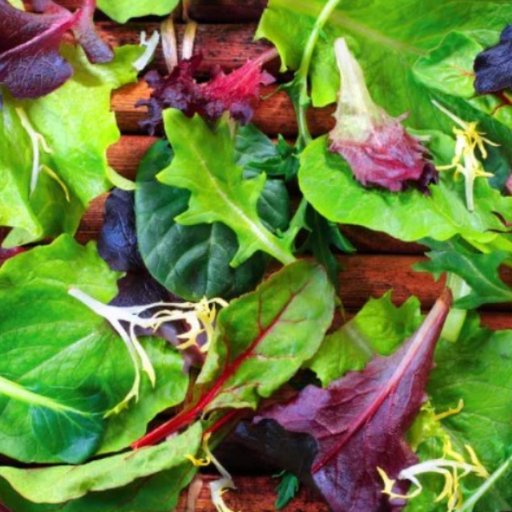 Organic Lettuce Plant, Spring Mix - 4 pack