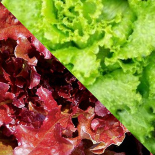 Organic Lettuce Plant, Summer Crisp Red & Green - 4 pack