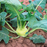 Organic Kohlrabi Plant, Korist - 4 pack