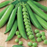Organic Peas Plant, English Shelling - 4 pack