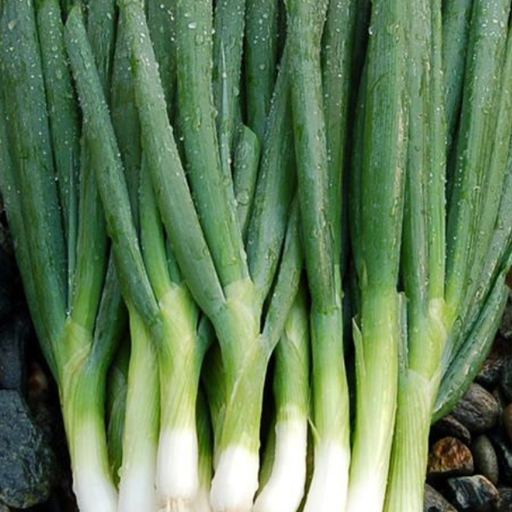 Organic Onion Plant, Bunching Scallions - 4 pack
