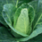 Organic Cabbage Plant, Caraflex - 4 pack