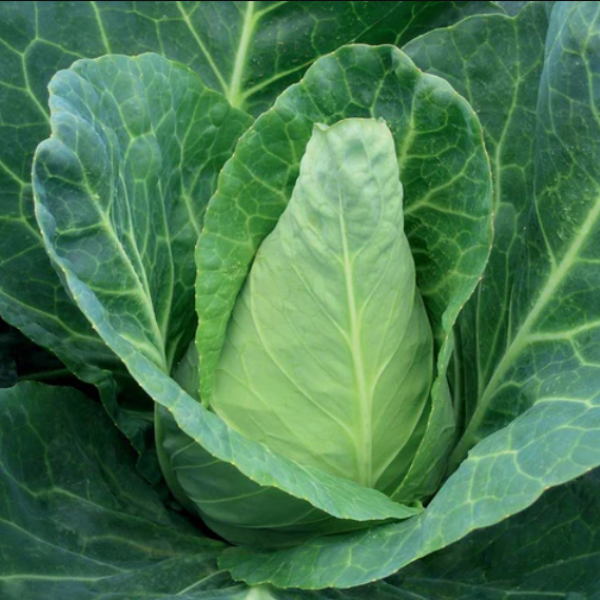 Organic Cabbage Plant, Caraflex - 4 pack