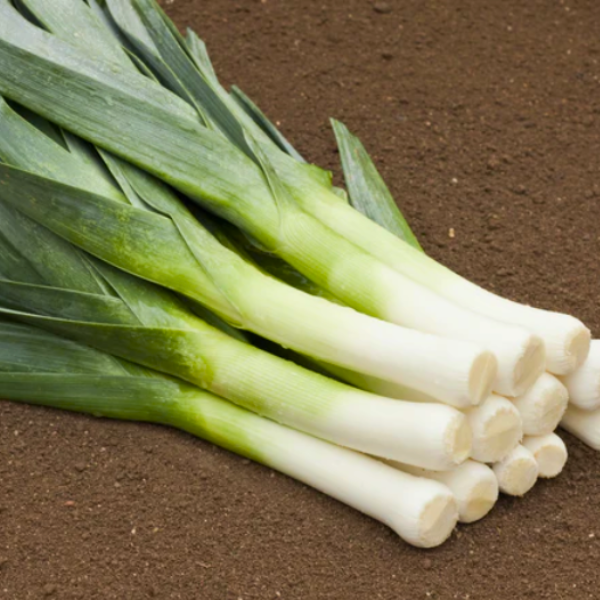 Organic Leek Plant, King Richard - 4 pack