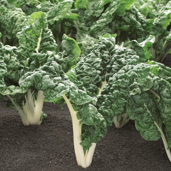 Organic Swiss Chard Plant, Silverado - 4 pack