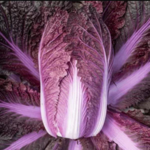 Organic Cabbage Plant, Red Buscaro - 4 pack