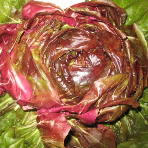 Organic Radicchio Plant, Red Indigo - 4 pack