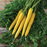 Organic Carrot Plant, Golden Nugget - 4 pack