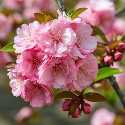 Almond, Pink Flowering Almond