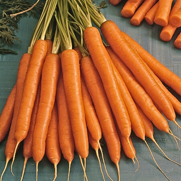 Organic Carrot Plant, Mokum - 4 pack